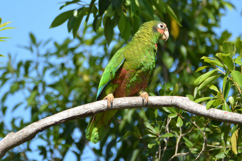 1 Green parrot