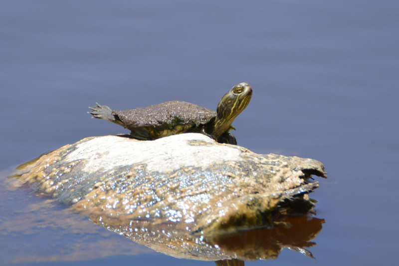 1 Turtle doing yoga