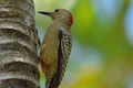 5 West Indian Woodpecker