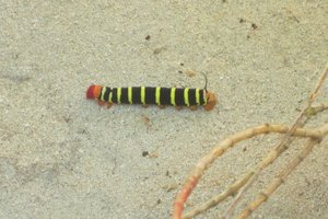 1 Amazing caterpillar