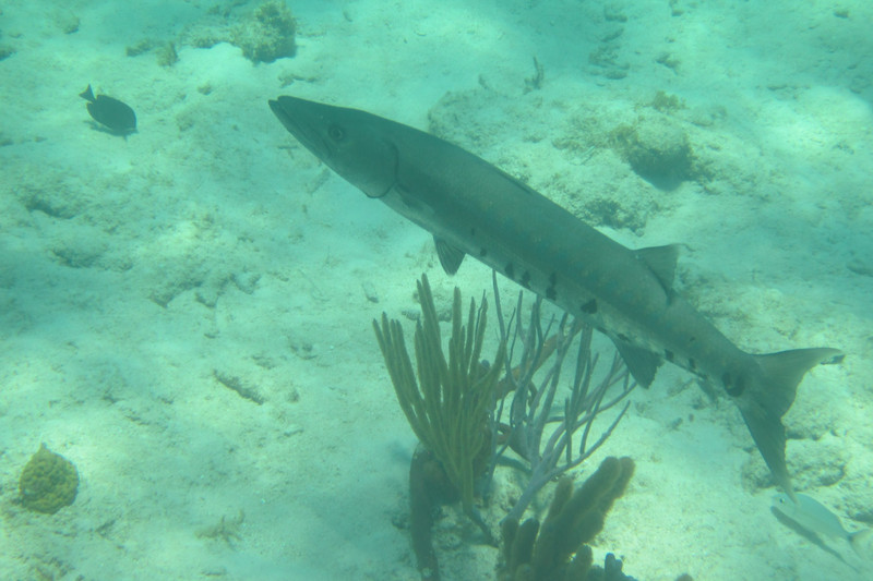 Barracuda hanging out at Coral Gardens