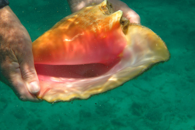Beautiful empty conch but too heavy to drag