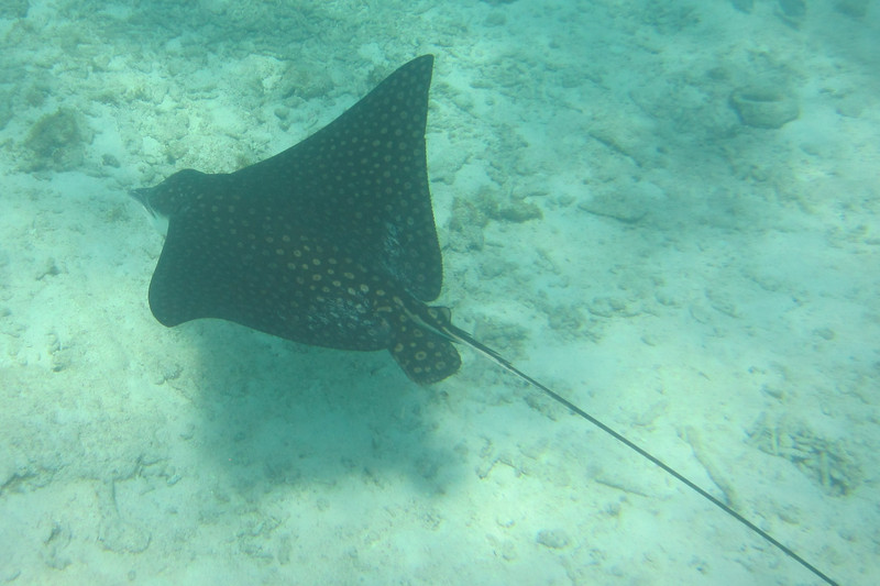 First of two Eagle Rays