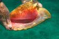 Beautiful empty conch but too heavy to drag