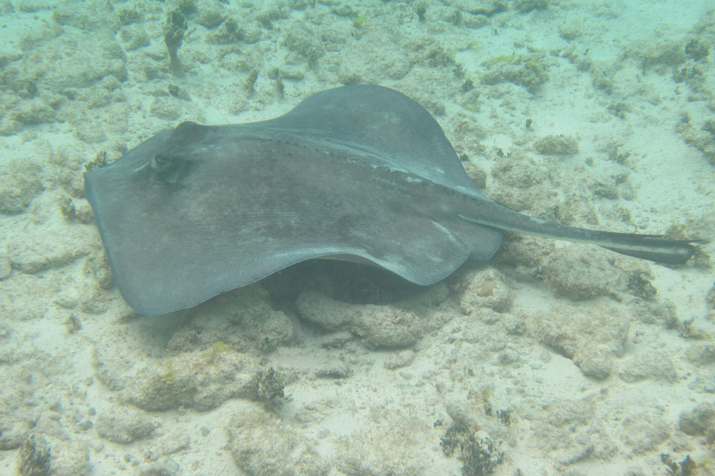 May 13th 1 Stingray without full tail | Photo