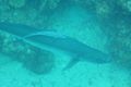 2 Large Tarpon receiving a cleaning fro large Remora