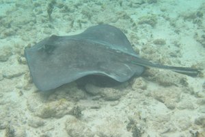 1 Stingray without full tail