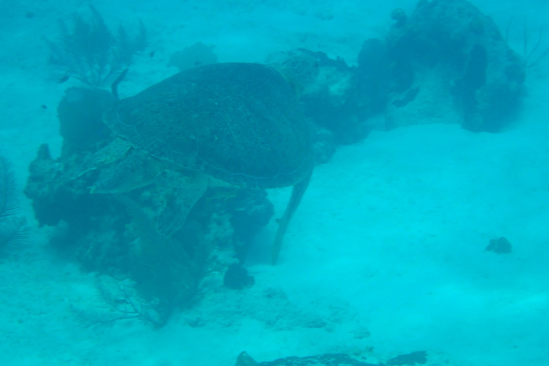 Enormous green turtle