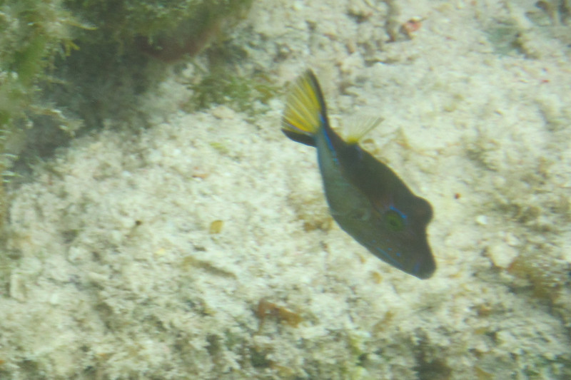 Sharp nosed puffer about 1 inch
