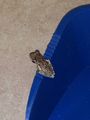 Frog sharing our apartment!