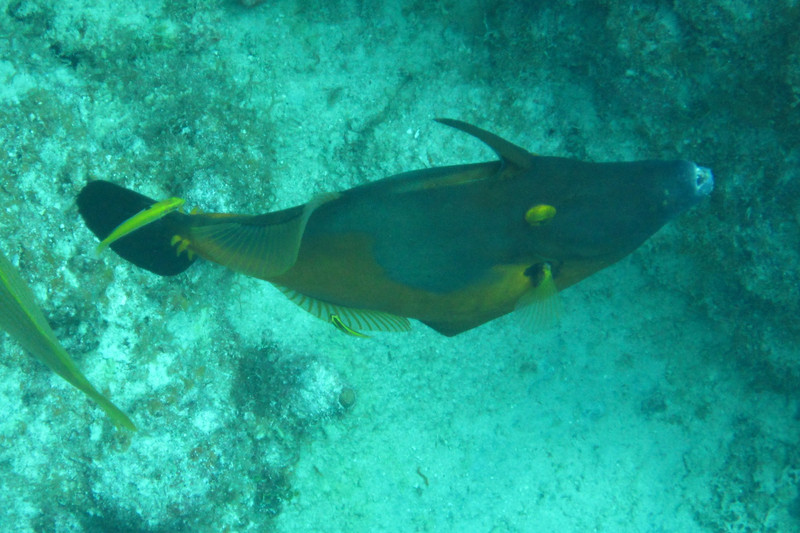 Orangespot filefish