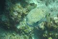 Very friendly Porcupinefish
