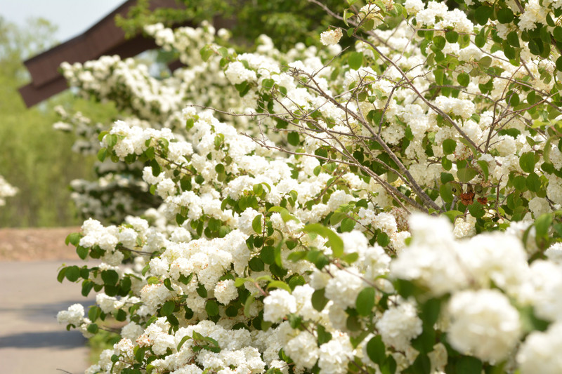 Beautiful White flowers on bushes