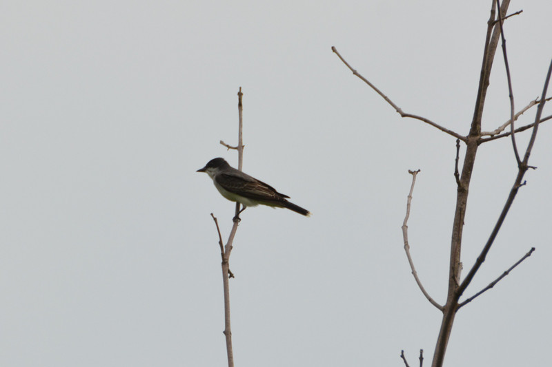 Eastern kingbird