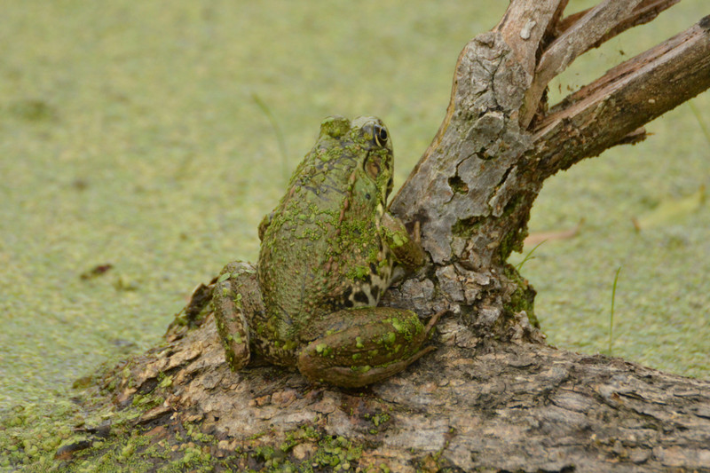 Pesto frog