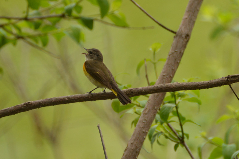 Redstart Female singing