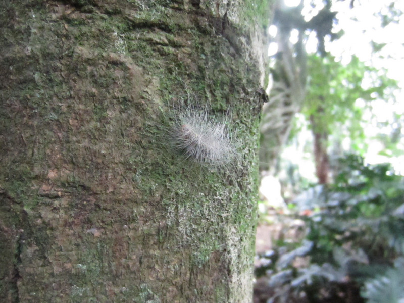 Very fuzzy caterpillar