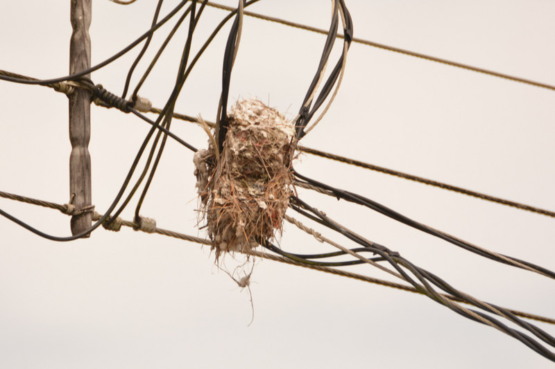 pyractic flycatcher nest