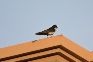 blue-and-white swallow