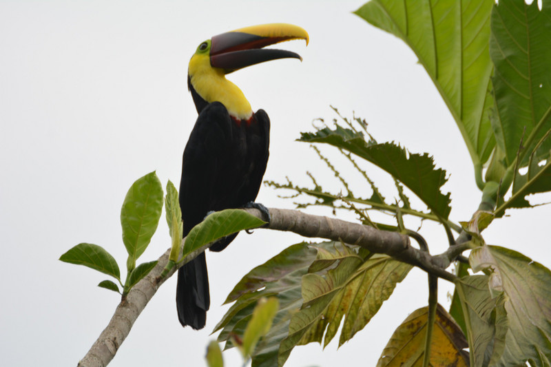 Yellow-throated Toucan | Photo