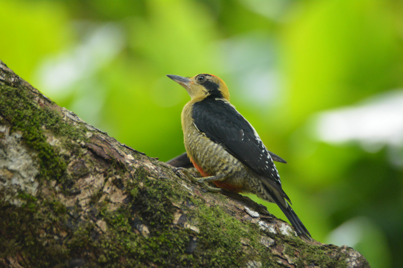 Golden-naped woodpecker