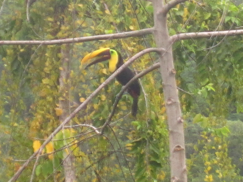 Yellow-throated toucan outside house