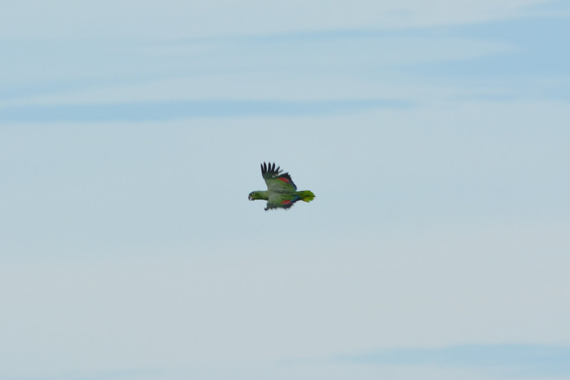 a mealy parrot flyover