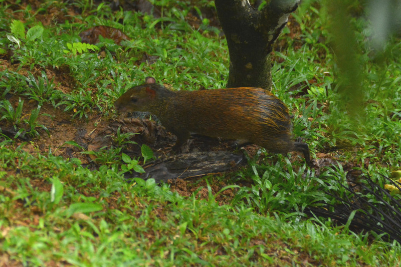 An agouti at our place