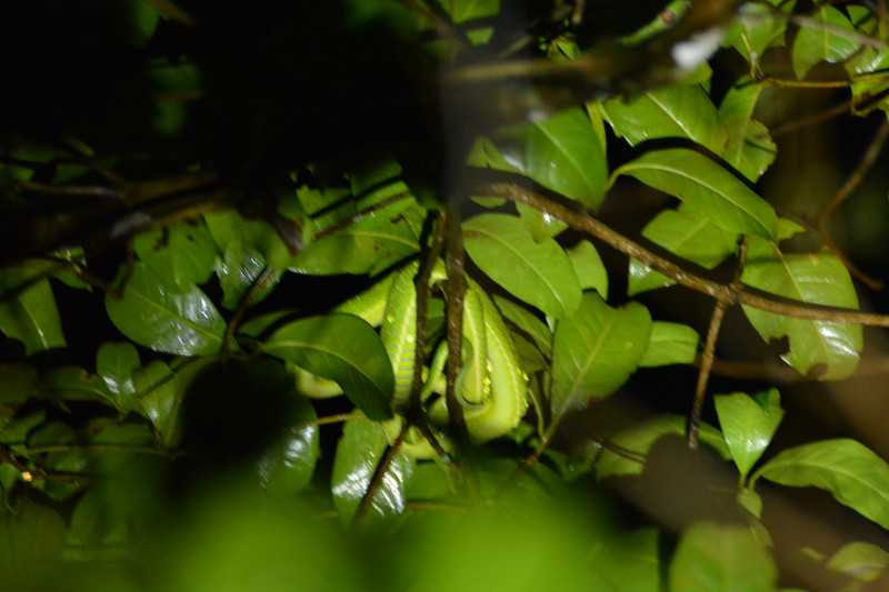 night time viper in tree