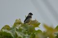 VARIABLE SEEDEATER