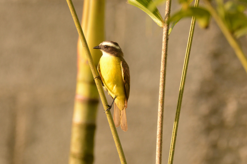 sociable flycatchers are just so cute
