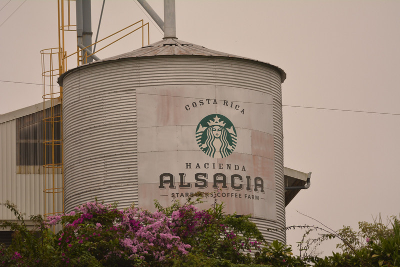 Starbucks Coffee Plantation
