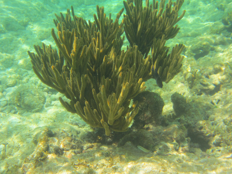 1 Corals