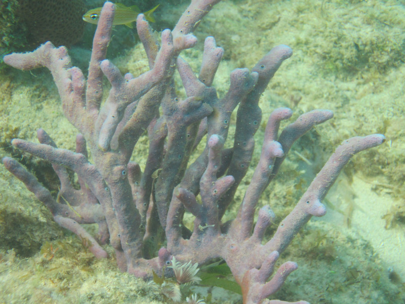 3 Purple coral