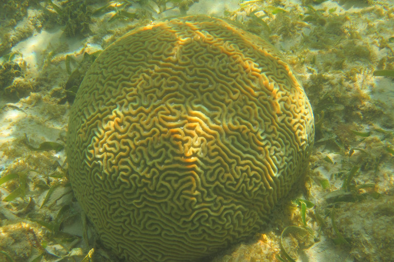 6 Corals 2