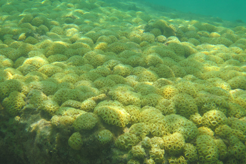 6 Corals 5