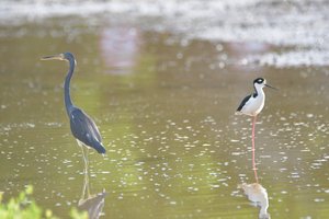 7 Spanish Lagoon birds