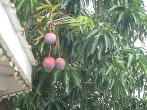 9 Our mango tree