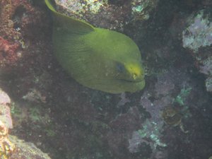 5 Green Moray Eel