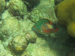 6 Redband parrotfish