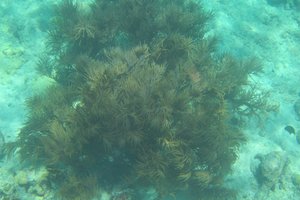 7 Soft corals