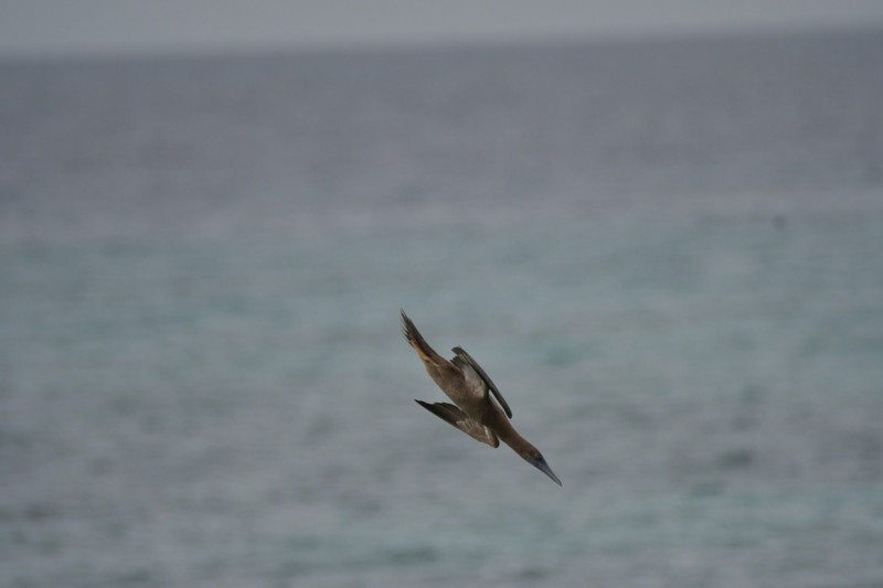 Brown booby going for the kill