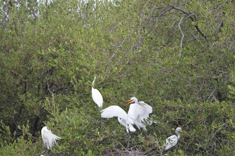 Family of egrets