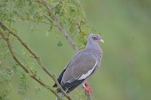 1 Bare eyed pigeon