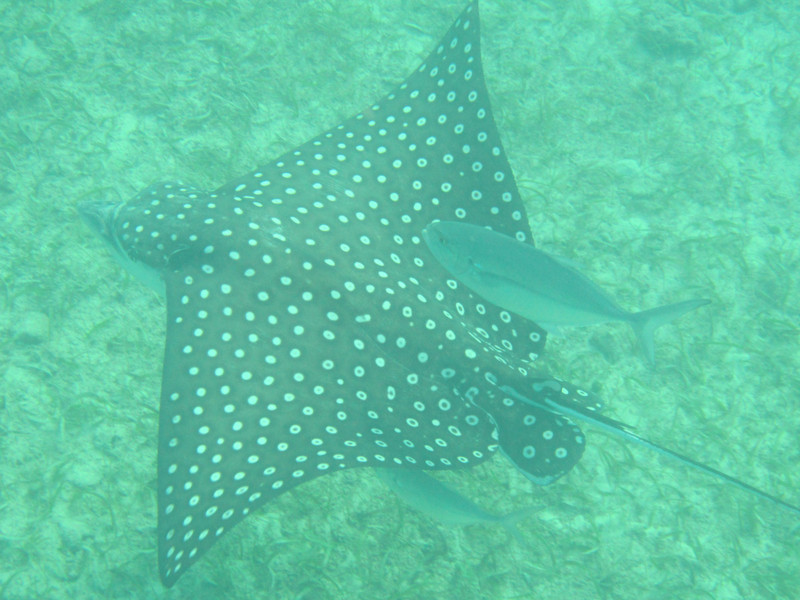 1 Spotted eagle ray