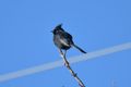 1 Phainopepla on our wire