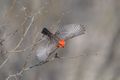 4 Vermilion flycatcher on the wing
