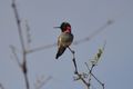 12 Costas hummingbird