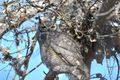 2 Great Horned Owl