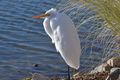 10 Great Egret